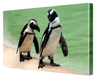 CNPG_Store_ANIMAL/Anim01_Lan_320x265.gif