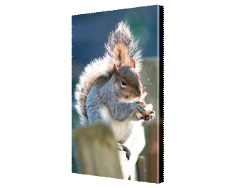 CNPG_Store_ANIMAL/Anim02_Port_320x265.gif