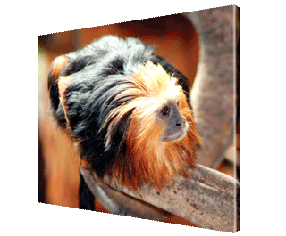 CNPG_Store_ANIMAL/Anim03_Lan_320x265.gif