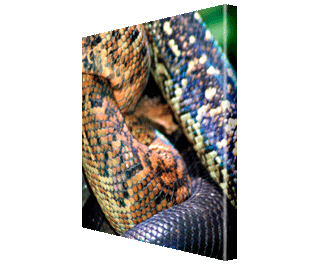 CNPG_Store_ANIMAL/Anim04_Squ_320x265.gif