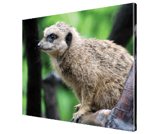 CNPG_Store_ANIMAL/Anim05_Lan_320x265.gif