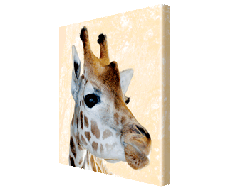 CNPG_Store_ANIMAL/Animal06_Squ_320x265.gif