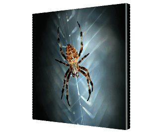 CNPG_Store_ANIMAL/Animal09_Squ_320x265.gif
