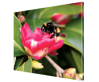 CNPG_Store_ANIMAL/Bee_320x265.gif