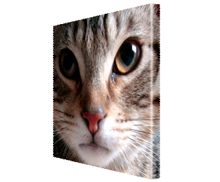 CNPG_Store_ANIMAL/LookIntoMyEyes_320x265.gif