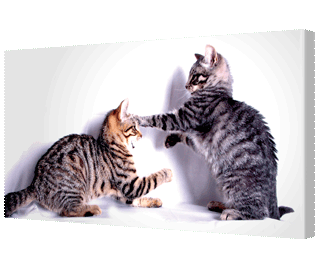 CNPG_Store_ANIMAL/StayintheRing_320x265.gif
