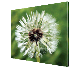 CNPG_Store_FLOWERS/Dandelion1_320x265.gif