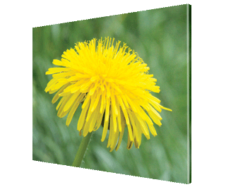 CNPG_Store_FLOWERS/Dandelion2_320x265.gif