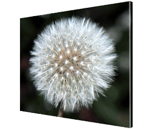 CNPG_Store_FLOWERS/Dandelion3_320x265.gif