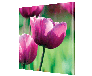 CNPG_Store_FLOWERS/Flow01_Squ_320x265.gif