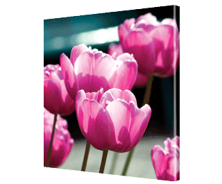 CNPG_Store_FLOWERS/Flow02_Squ_320x265.gif