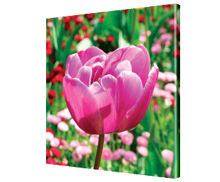 CNPG_Store_FLOWERS/Flow04_Squ_320x265.gif