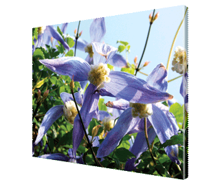 CNPG_Store_FLOWERS/Flower15_Lan_320x265.gif