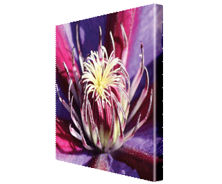 CNPG_Store_FLOWERS/Flower17_Squ_320x265.gif