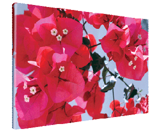 CNPG_Store_FLOWERS/PinkBlossom_320x265.gif