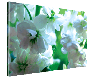 CNPG_Store_FLOWERS/Stocks_320x265.gif