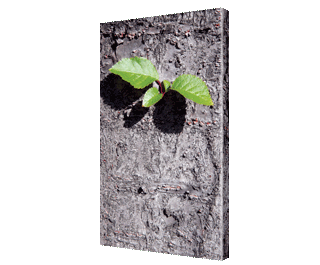 CLICK HERE TO VIEW PRODUCT INFORMATION