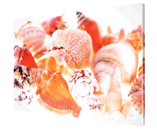 CLICK HERE TO VIEW PRODUCT INFORMATION